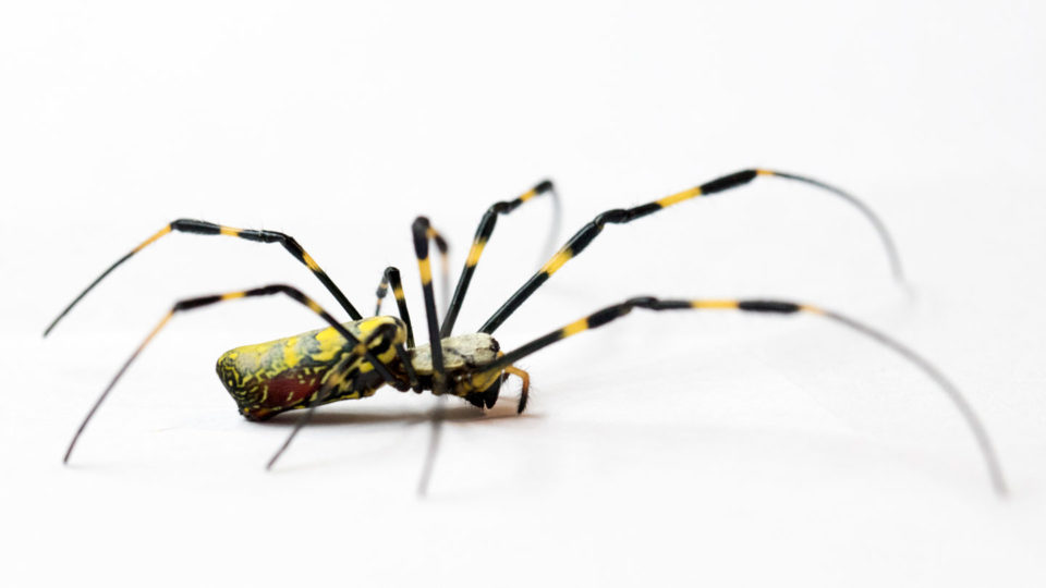 In-depth exploration of the Joro spider, known for its eight legs and ...